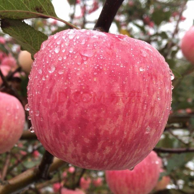 胭脂苹果产地新闻胭脂红苹果多少一斤