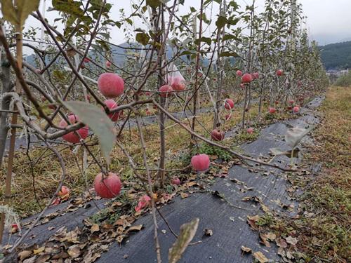 胭脂苹果产地新闻胭脂红苹果多少一斤-第2张图片-太平洋在线下载