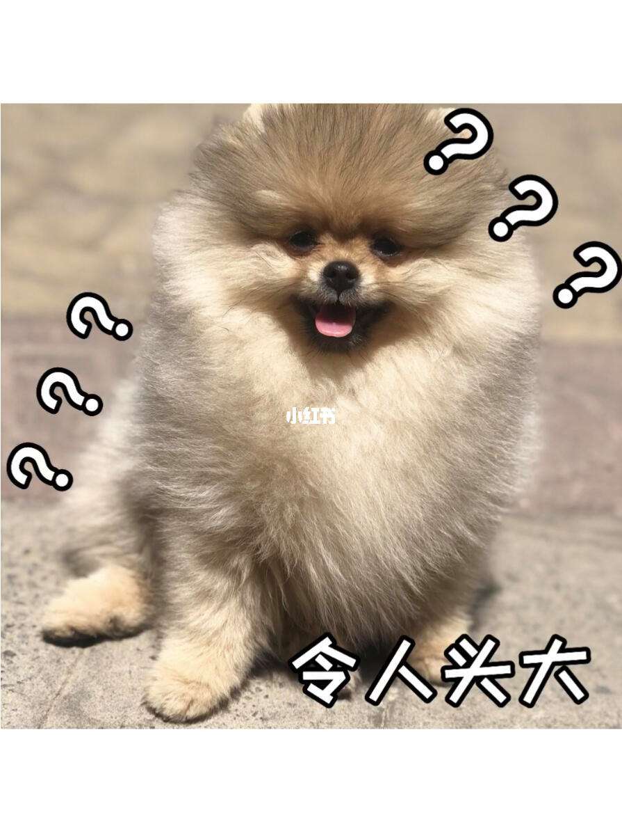 动物演唱版小苹果(小苹果动画版歌曲全场)-第6张图片-有道翻译官网 动物演唱版小苹果(小苹果动画版歌曲全场)-第6张图片-有道翻译官网