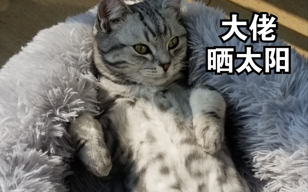 懒趴趴苹果版(懒趴趴汉化组app官方下载)-第4张图片-有道翻译官网